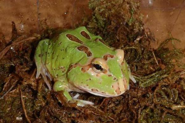 角蛙市場價格多少錢一只 角蛙可以兩只一起養嗎