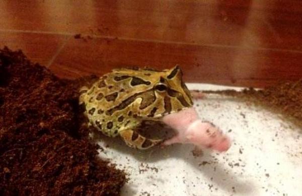 角蛙市場價格多少錢一只 角蛙可以兩只一起養嗎