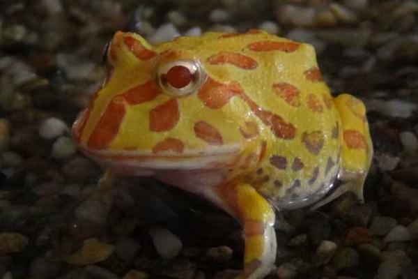 角蛙市場價格多少錢一只 角蛙可以兩只一起養嗎