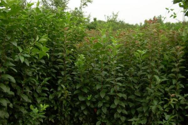 開心果樹市場價格多少錢一棵 開心果樹中國哪里有