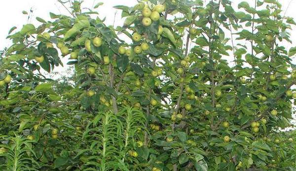 開心果樹市場價格多少錢一棵 開心果樹中國哪里有