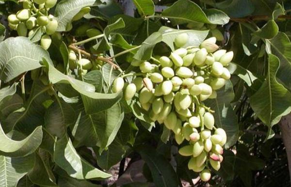 開心果樹市場價格多少錢一棵 開心果樹中國哪里有