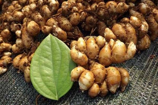 沙姜是什么 沙姜產地在哪里