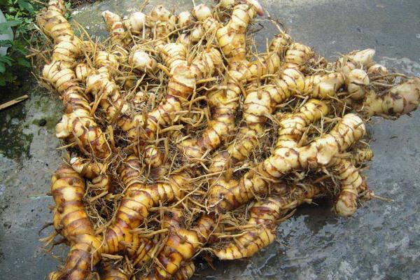 南姜的功效與作用及禁忌 南姜孕婦能吃嗎