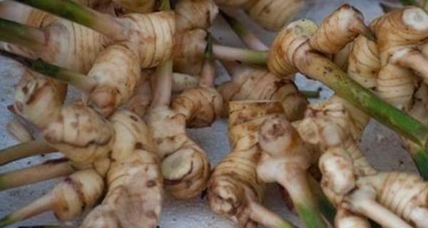 南姜的功效與作用及禁忌 南姜孕婦能吃嗎