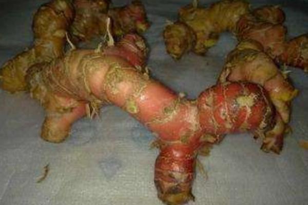 南姜的功效與作用及禁忌 南姜孕婦能吃嗎