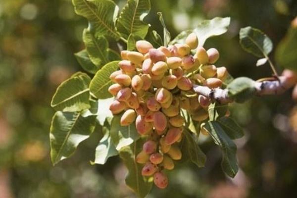 開心果種植技術 開心果種植條件和效益分析