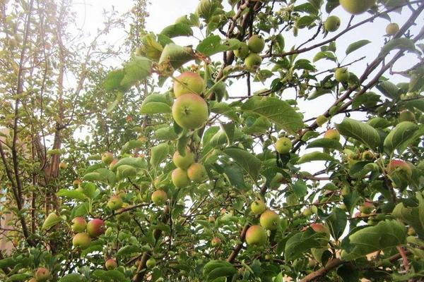 開心果種植技術 開心果種植條件和效益分析