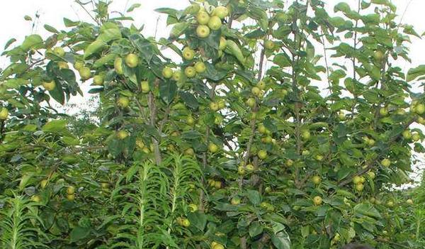 開心果種植技術 開心果種植條件和效益分析