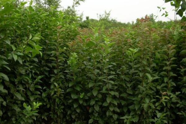 開心果種植技術 開心果種植條件和效益分析