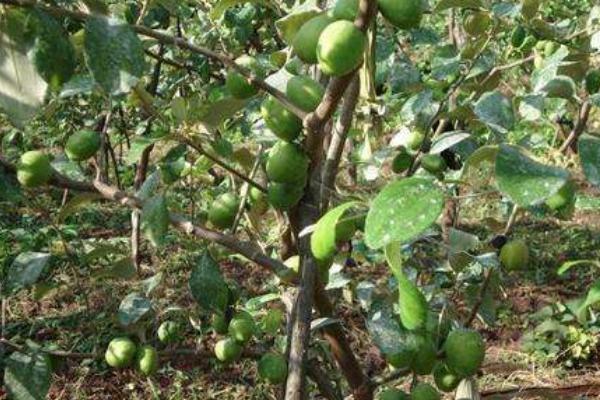 開心果種植技術 開心果種植條件和效益分析