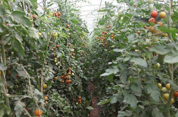 開心果種植技術 開心果種植條件和效益分析