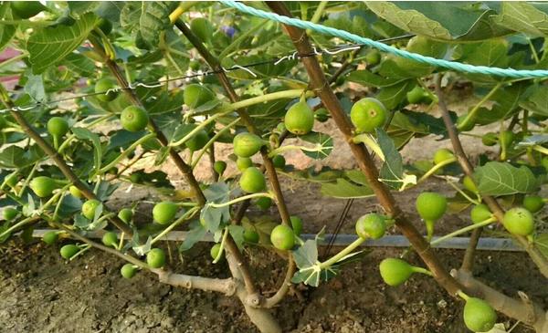 開心果樹市場價格多少錢一棵 開心果樹中國哪里有