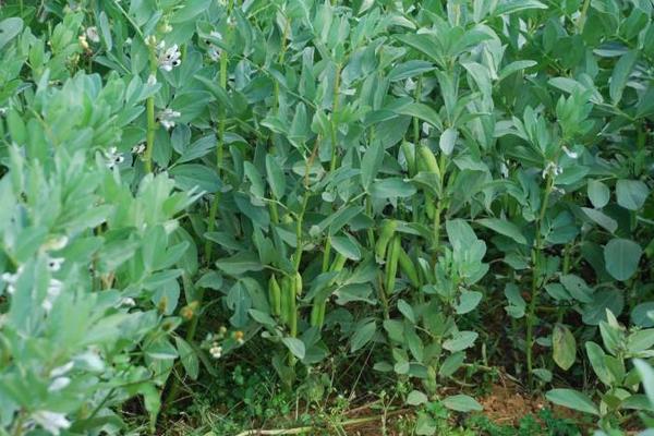 蠶豆什么時候種 大棚蠶豆種植技術