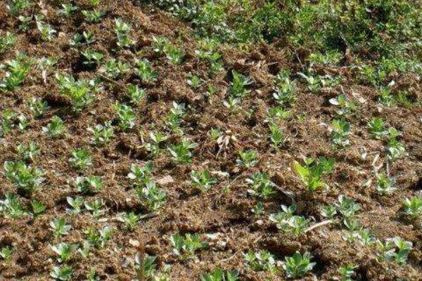 蠶豆什么時候種 大棚蠶豆種植技術