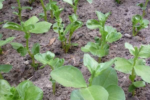 蠶豆什么時候種 大棚蠶豆種植技術