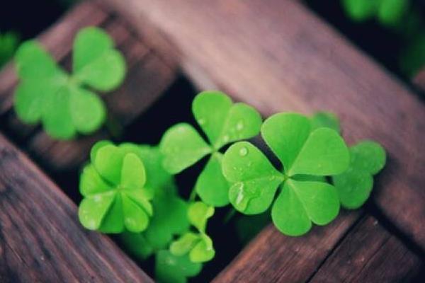 四葉草功效與作用及禁忌 四葉草的藥用價(jià)值