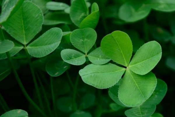 四葉草長在哪里 真的有四葉草嗎