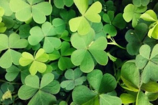 四葉草怎么種 四葉草可以水培嗎