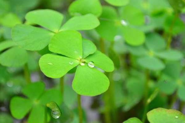 四葉草怎么種 四葉草可以水培嗎