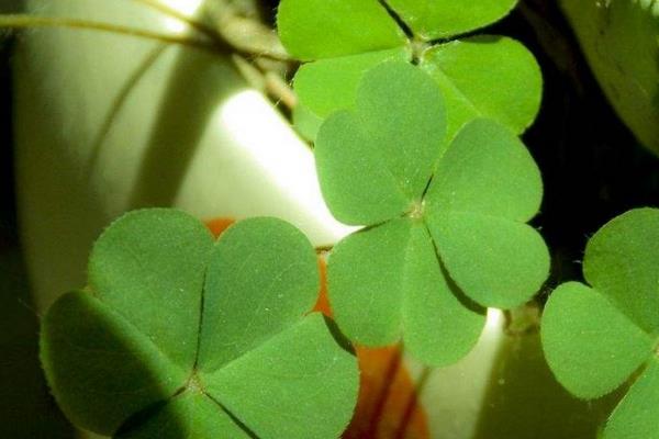 四葉草怎么種 四葉草可以水培嗎