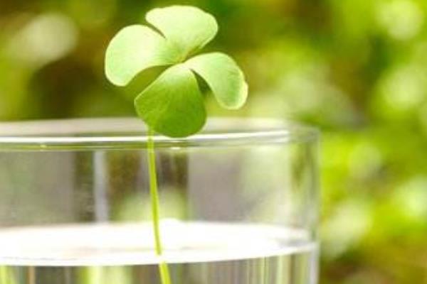 四葉草怎么種 四葉草可以水培嗎