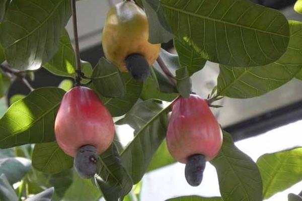 腰果長在哪里 腰果是怎么長出來的