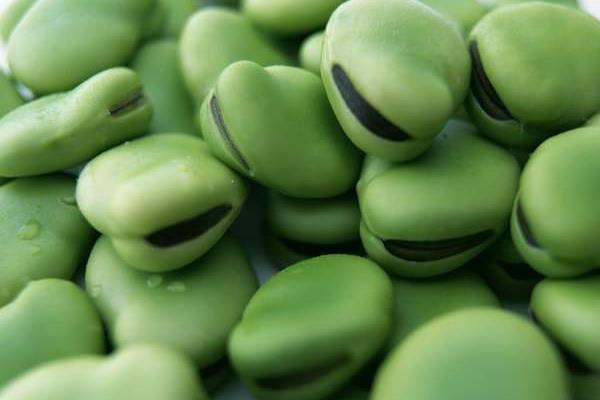 蠶豆吃了會(huì)發(fā)胖嗎 蠶豆熱量是多少