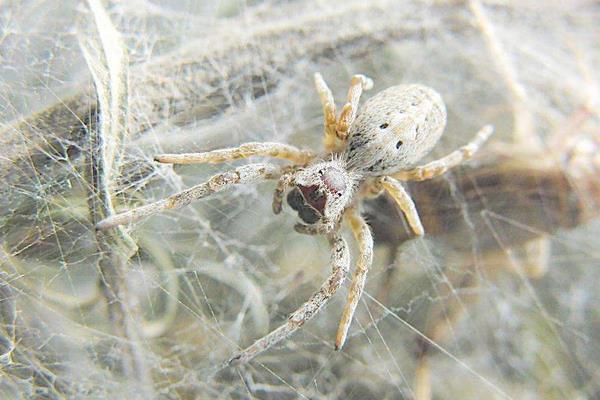 蜘蛛用什么藥可以殺死 被蜘蛛咬了怎么處理