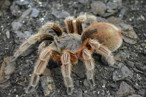 蜘蛛用什么藥可以殺死 被蜘蛛咬了怎么處理