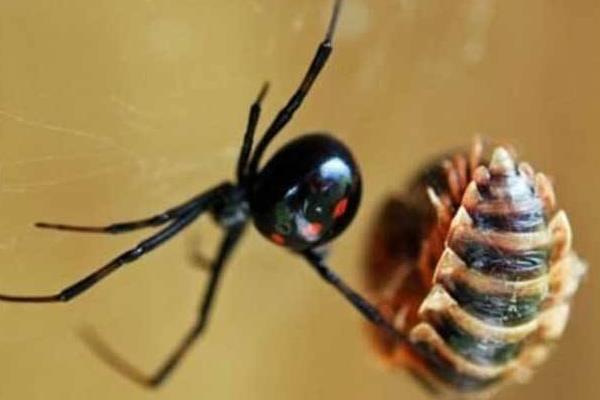 蜘蛛用什么藥可以殺死 被蜘蛛咬了怎么處理