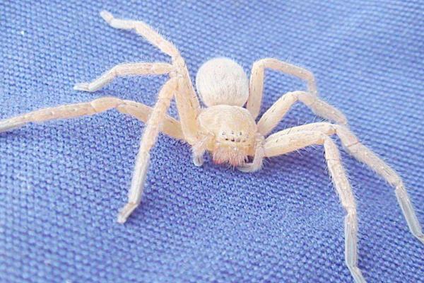 蜘蛛有多少種類 蜘蛛最怕什么動物（天敵是誰）