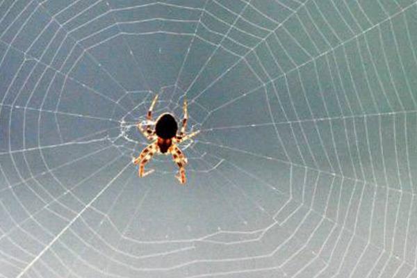 蜘蛛有多少種類 蜘蛛最怕什么動物(天敵是誰)