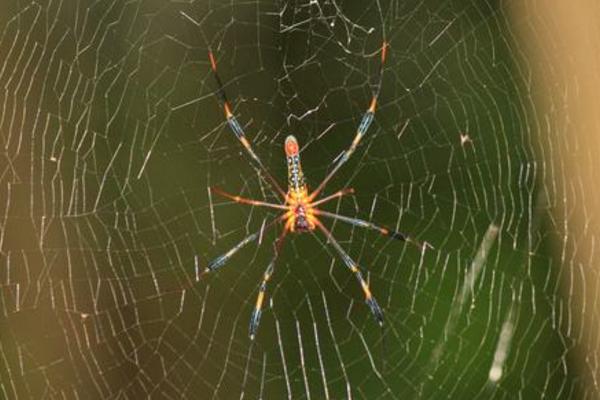 蜘蛛有多少種類 蜘蛛最怕什么動物(天敵是誰)