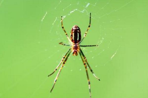 蜘蛛是昆蟲嗎 蜘蛛是益蟲還是害蟲