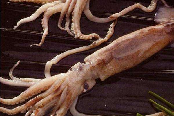 魷魚可以生吃嗎 魷魚仔的清洗方法