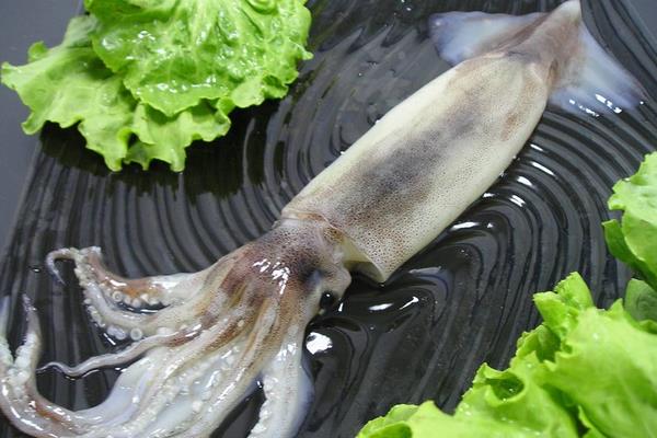 魷魚可以生吃嗎 魷魚仔的清洗方法