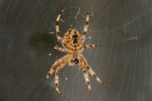 蜘蛛會(huì)咬人嗎 蜘蛛咬了有什么癥狀