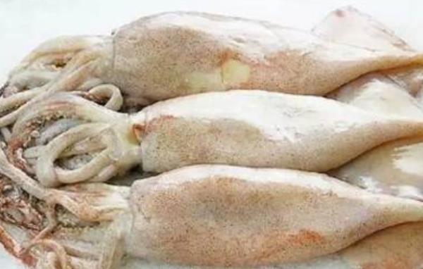 章魚和魷魚哪個貴 魷魚是不是章魚