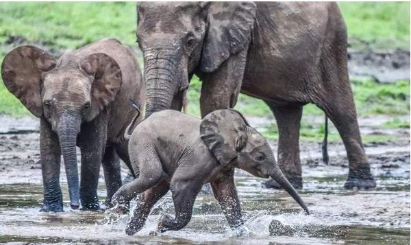 大象代表什么寓意 泰國(guó)大象代表什么