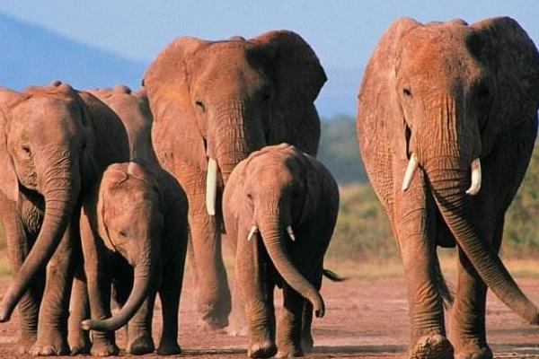 大象吃什么食物 大象有什么特點(diǎn)