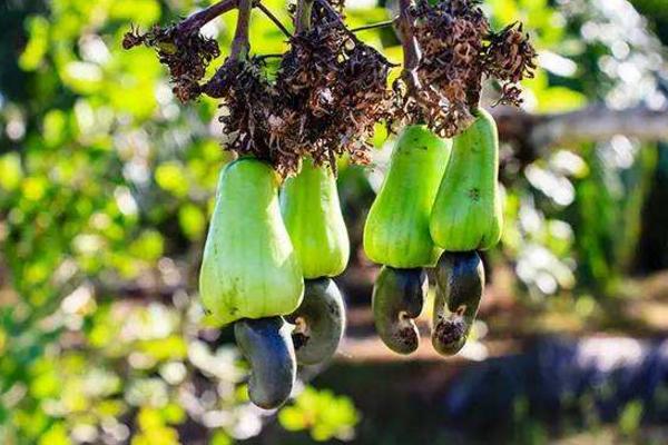 生腰果能吃嗎 腰果是什么植物的果實