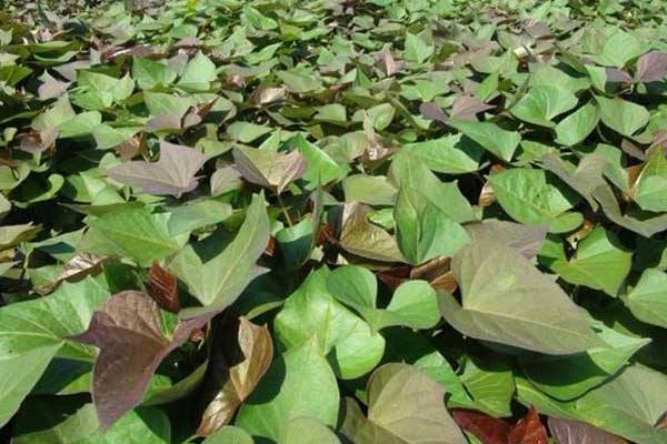 紫薯的種植方法 發芽紫薯怎么種