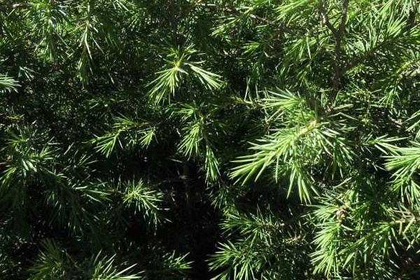 柏樹苗市場價格多少錢一棵 怎樣選柏樹苗