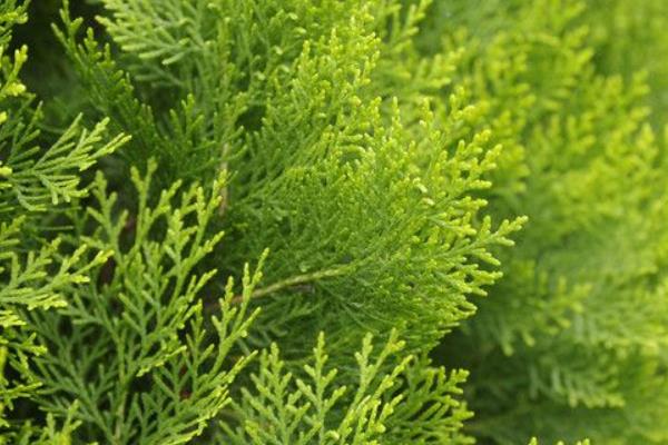 柏樹種類有幾種 柏樹盆景什么品種最好