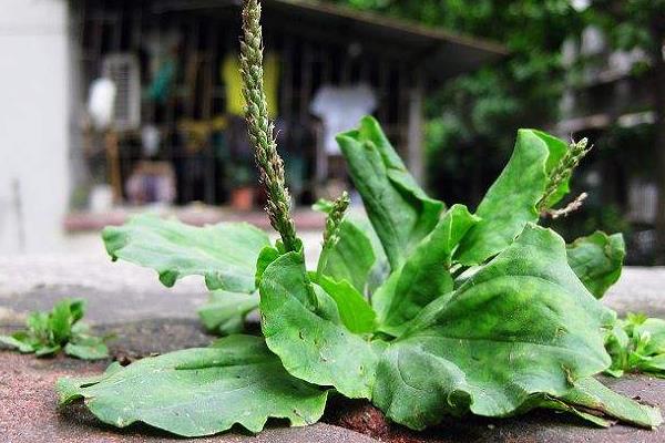 車前草有毒嗎 車前草可以長期服用嗎