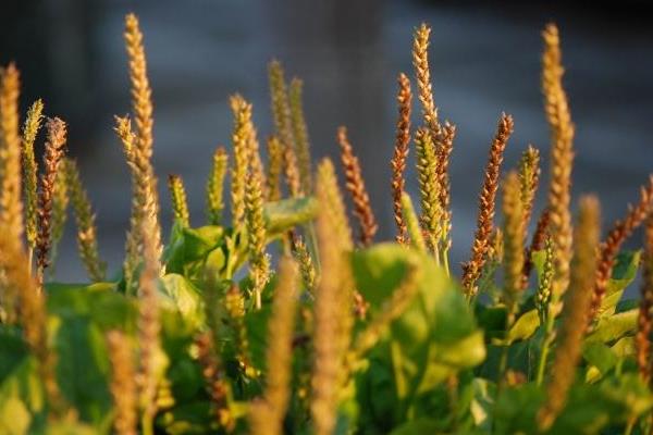 車前草種植時間 車前草種植周期