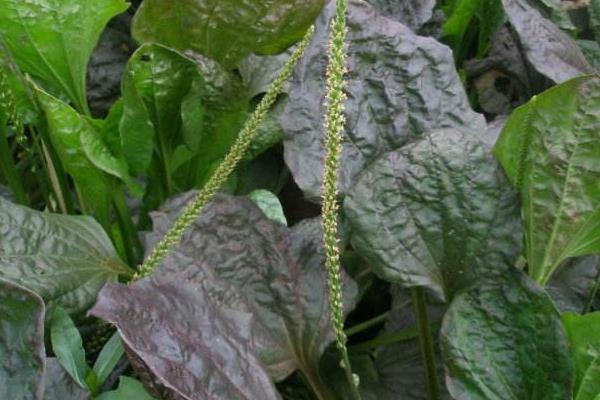 車前草種植經濟效益怎樣 車前草畝產多少斤
