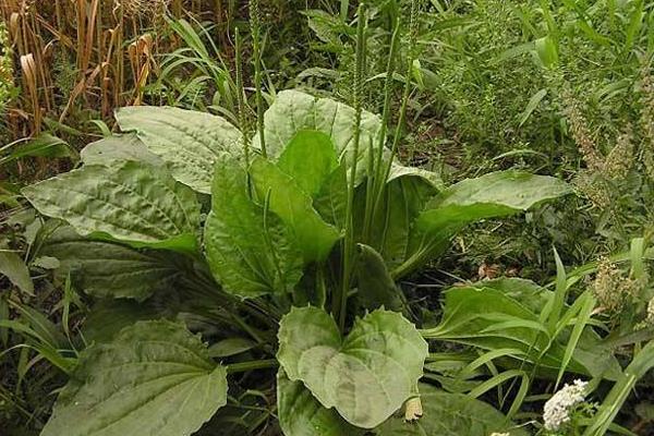 車前草種植經(jīng)濟(jì)效益怎樣 車前草畝產(chǎn)多少斤