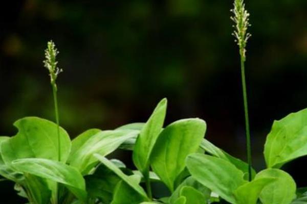 車前草種植經(jīng)濟(jì)效益怎樣 車前草畝產(chǎn)多少斤